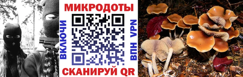 OMG как зайти  Светлоград  Галлюциногенные грибы Psilocybe 